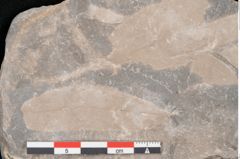 Foto (Detailansicht) von Palaeocassia lanceolata Ettingshausen (NHMW-GEO-2024-0188-10601)